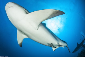 Carcharhinus perezi2 by Mathieu Foulquié 
